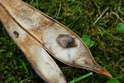 Wisteria floribunda - vistárie květnatá - plod detail